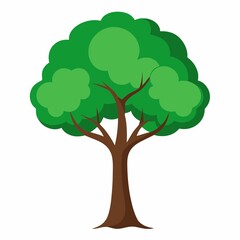 green tree isolated on white background, tree isolate, green tree 