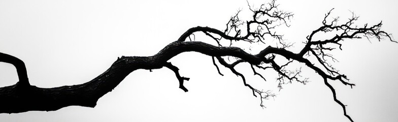 Obraz premium Striking Silhouette: Black and White Tree Branches Against a Pale Sky