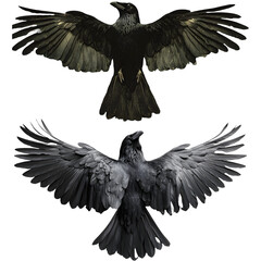 Obraz premium Carrion crow with wide-spread wings isolated against white background