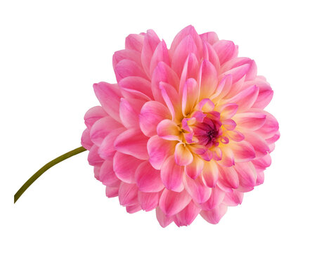 Closeup of pink dahlia flower isolated on white or transparent background
