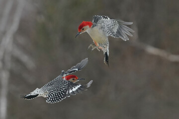Red Bellied woodpeckers flying in late winter