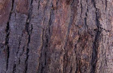 Close-Up of Rough Tree Bark Texture – Dark Brown Natural Wood Surface Background