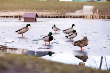 Fototapeta premium Wild ducks stand on the ice on the lake. A flock of wild ducks on the lake