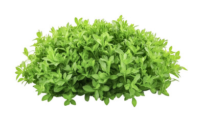 Obraz premium Lush green foliage perfect for garden design or home decor projects featuring vibrant leaves and a natural aesthetic, cut out
