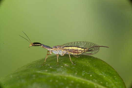 Mantis lacewing, Mantispa styriaca, Poda pagana, Mantispa pagana, Sardinia, Italy