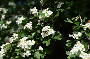 branches of blooming hawthorn and the wasp  on a sunny spring day