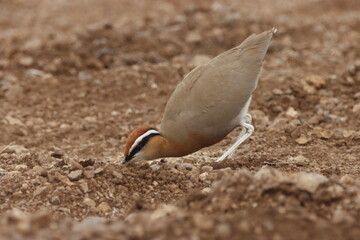 This captivating image showcases the Indian Courser (Dhavik), a striking ground-dwelling bird known for its slender frame, long legs, and distinctive facial markings. Found in open grasslands