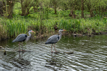 Héron cendré dans parc au bord de l' eau , à Amsterdam 