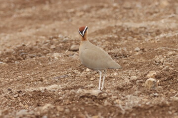 This captivating image showcases the Indian Courser (Dhavik), a striking ground-dwelling bird known for its slender frame, long legs, and distinctive facial markings. Found in open grasslands