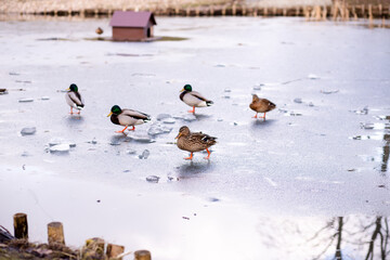 Wild ducks stand on the ice on the lake. A flock of wild ducks on the lake