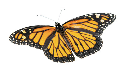 Fototapeta premium Majestic butterfly with vibrant orange and black wings fluttering gracefully in nature, cut out