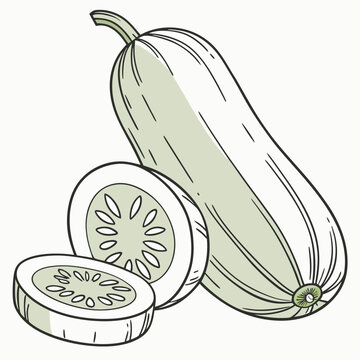 zucchini vegetable drawing, green, sliced clip art preview
