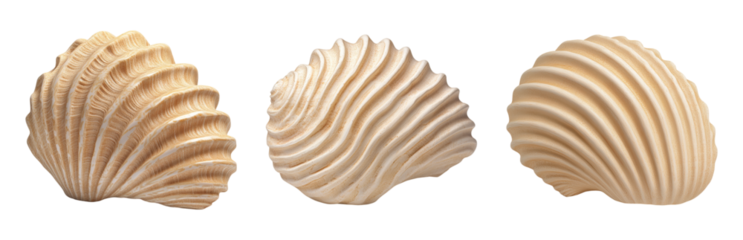 Beautiful Seashells with Wavy Shell Patterns Isolated on transparent background