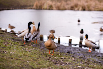 A flock of wild ducks on the shore near the lake. Ducks swim in the water
