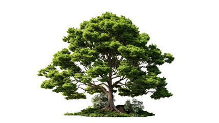 Obraz premium 3D Redcedar Tree isolated on transparent background, PNG