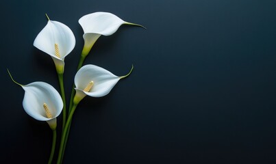 Fototapeta premium Three white flowers with yellow tips are arranged in a row