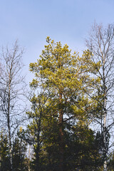Winter photography around the Tretjønna Lakes, part of the Totenåsen Hills, Norway, February 2025.