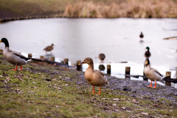 A flock of wild ducks on the shore near the lake. Ducks swim in the water