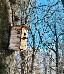 Wooden birdhouse attached to a tree trunk in a city park. Bare tree branches against the background of multi-storey buildings, blue sky. Spring atmosphere, preparation for the arrival of birds.