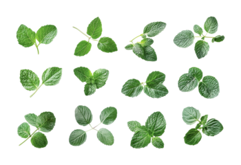 Fresh mint leaves assortment for culinary use, enhancing flavors in dishes and beverages, cut out