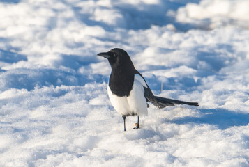 Black billed magpie in the snow