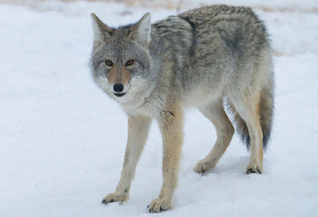 Coyote in the winter snow