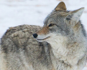 Coyote in the winter snow