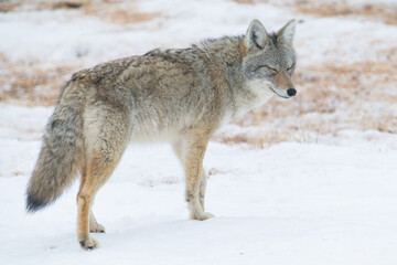 Coyote in the winter snow
