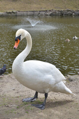 Portrait of  white graceful mute swan cygnus olor  standing near the lake  with fountain. Closeup photo outdoors. Wildlife of white swans .  
