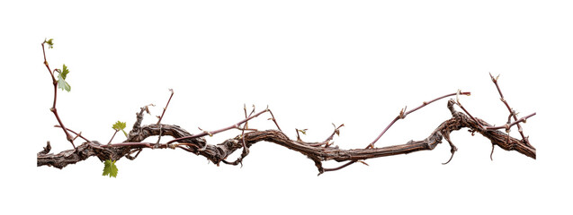 Fototapeta premium Twisting vine branches with fresh green leaves symbolizing nature's growth and resilience during springtime season for design, cut out