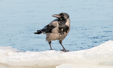 seagull on the beach