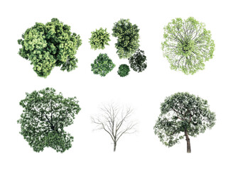 Various tree types displaying seasonal changes and foliage characteristics for nature projects and educational purposes, cut out