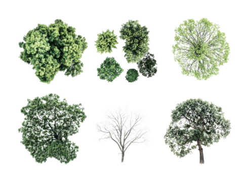 Various tree types displaying seasonal changes and foliage characteristics for nature projects and educational purposes, cut out