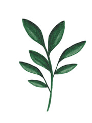Watercolor green plant isolated on white background. Floral design element.