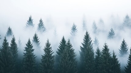 Ethereal Pine Forest Landscape with Fog and a Misty White Background