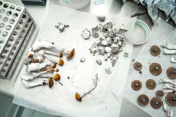 Cutting  Psychedelic Thai Cubensis Mushrooms For Spore Prints