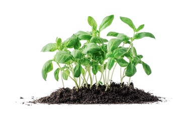 Fresh basil plants growing in rich soil for culinary use and gardening inspiration, cut out