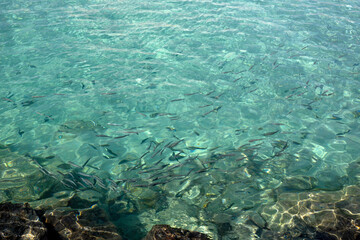 Coastline with crystal clear underwater shoal of small fish and sunlight on water surface
