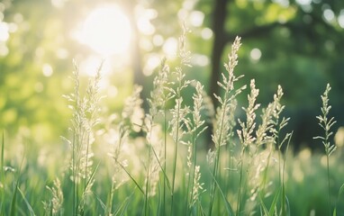 Sunlit Meadow: Close-up of Tall Grass in Golden Hour Serenity