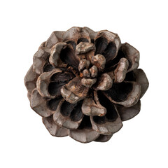 Pine cone isolated, top view.