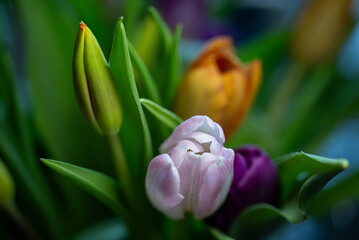 Colorful tulip, flower close-up photo, shallow depth of field