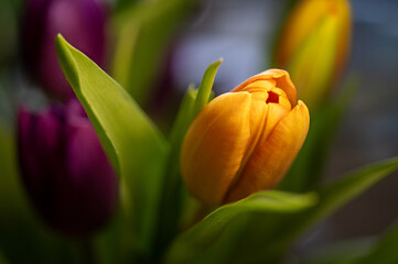 Naklejka premium Colorful tulip, flower close-up photo, shallow depth of field