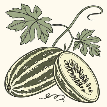 Pointed Gourd - Full-body realistic vector artwork