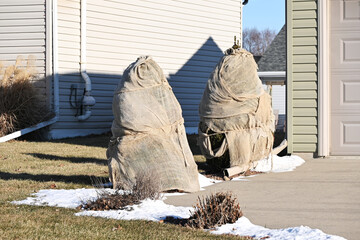 Two Bushes Covered for Winter
