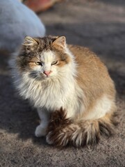 spring sunset in the village, animals in the village