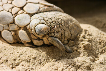 turtle on the sand