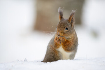 Cute Norwegian Red squirrel (Sciurus vulgaris) in snow