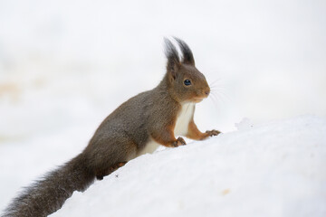 Cute Norwegian Red squirrel (Sciurus vulgaris) in snow