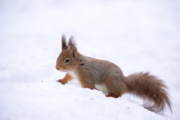 Cute Norwegian Red squirrel (Sciurus vulgaris) in snow