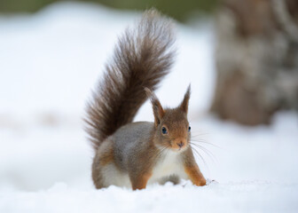 Cute Norwegian Red squirrel (Sciurus vulgaris) in snow